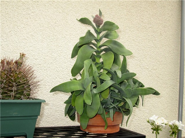 Crassula falcata